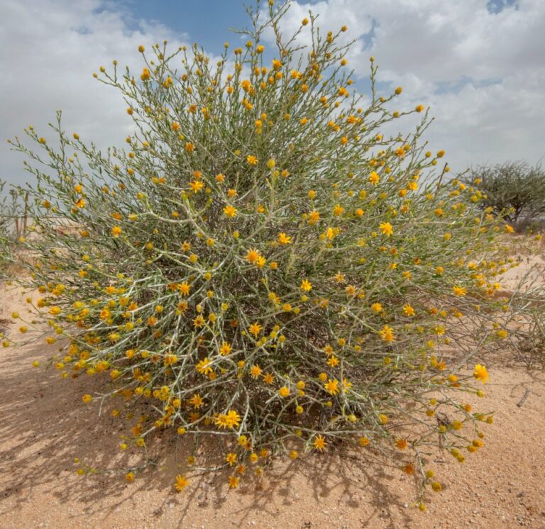 Al Aafraj Flower