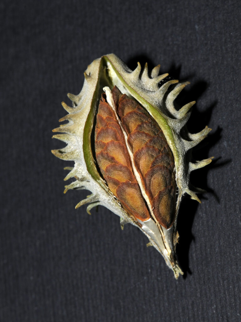 Yarwa Flower