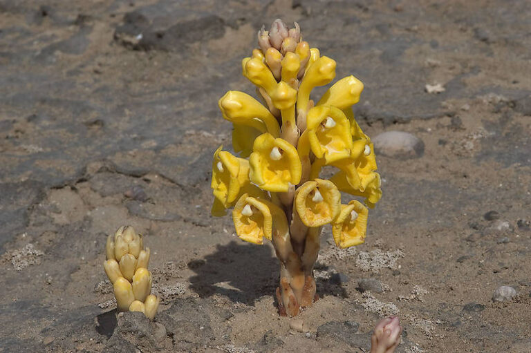 Al Thonoon Flower