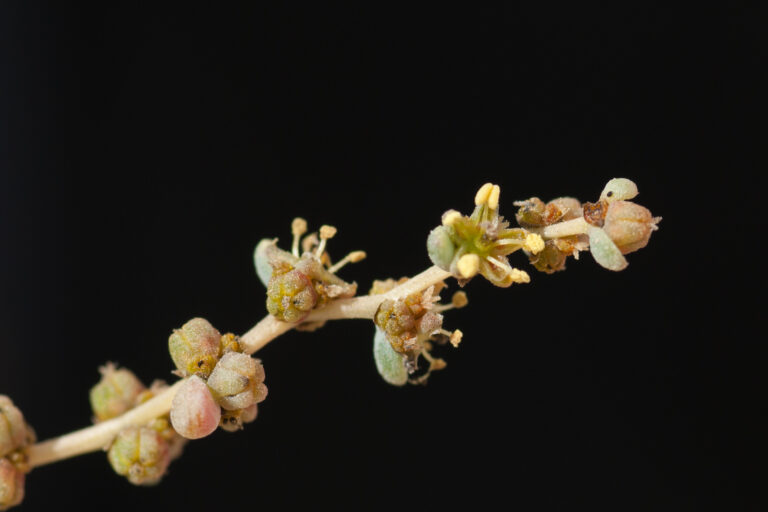 Al Swed Flower