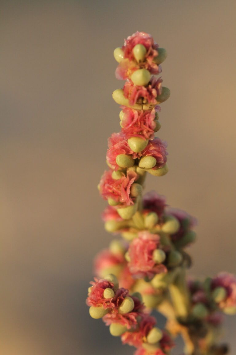 Al Shiiaran Flower