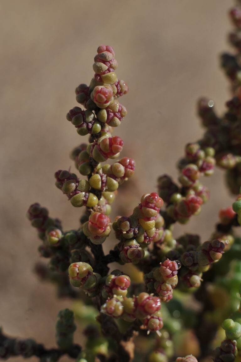 Al Kharaeez Flower