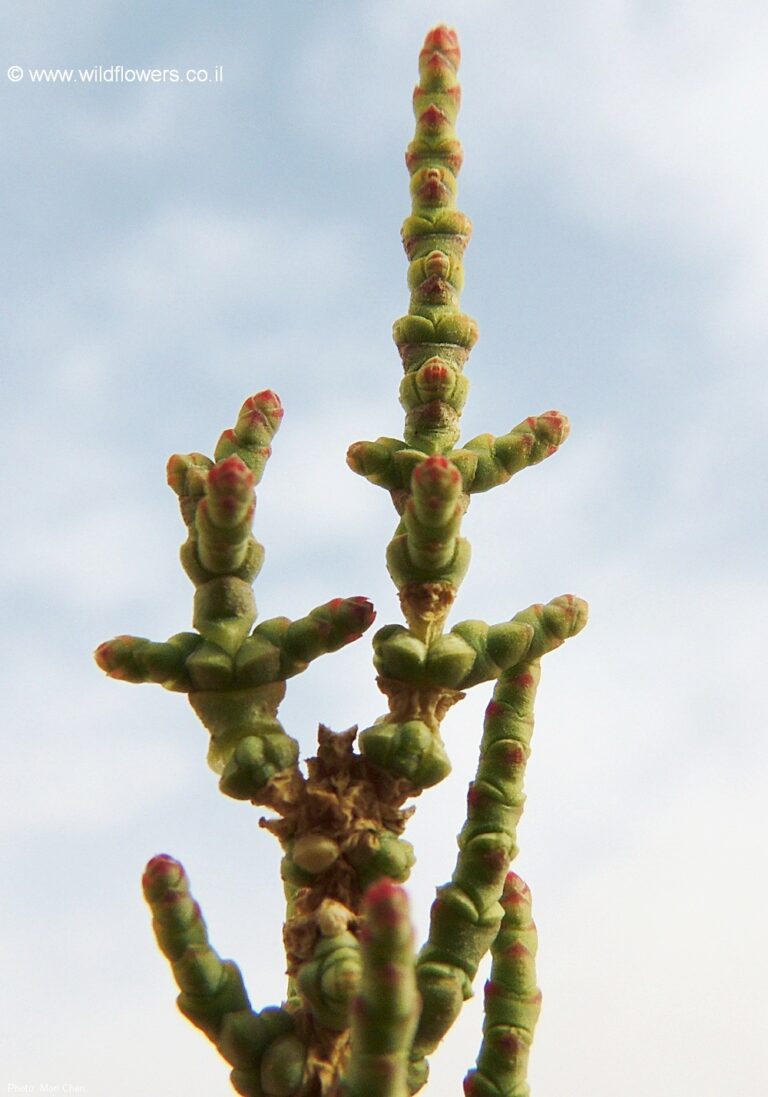 Al Thaylooth Flower