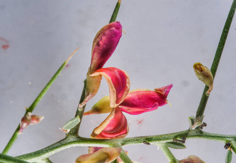 Al Aakkool Flower