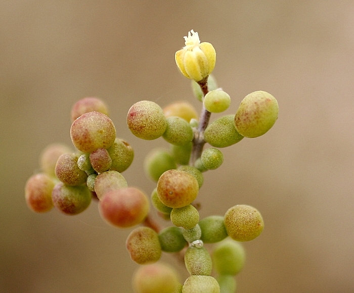 Pyramid is Flower
