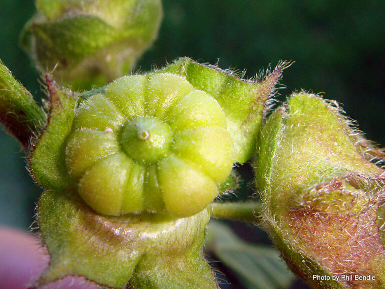 Khabeez Flower