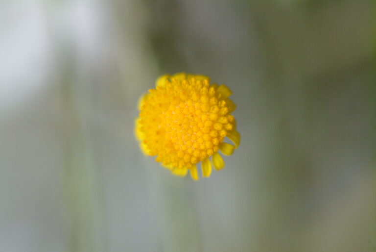 Jethjath Flower