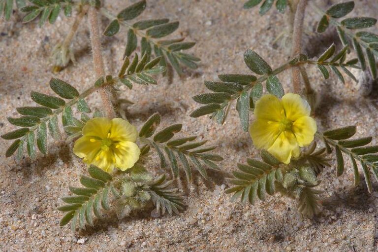 Hassak Flower