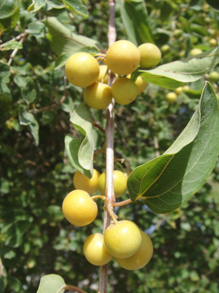 Sidr Flower