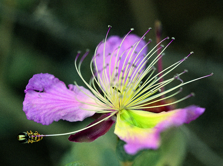 Al Shaflahh Flower