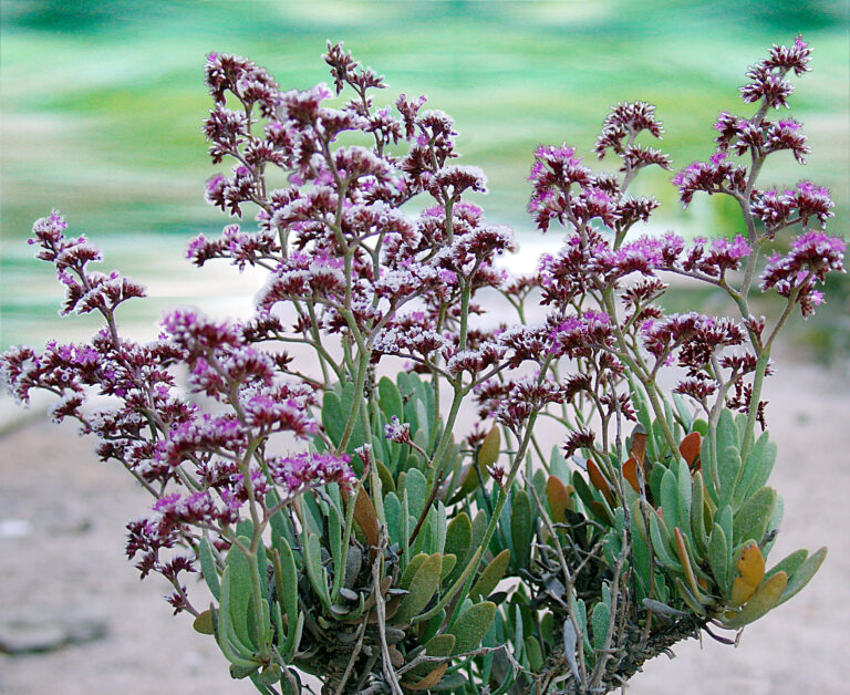 Katf Flower
