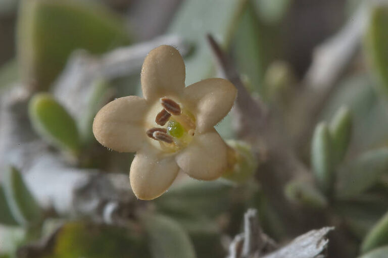 Owsaj flower