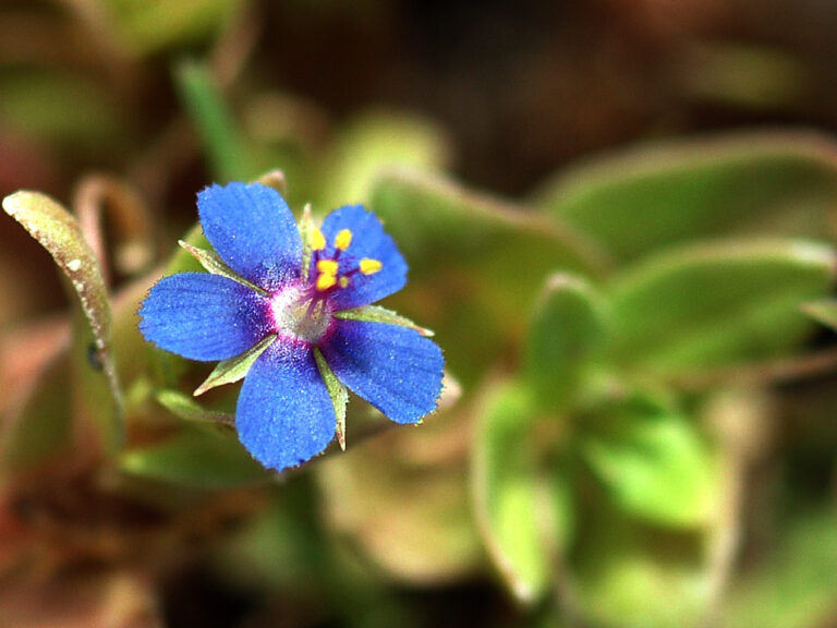 Cat’s eye flower
