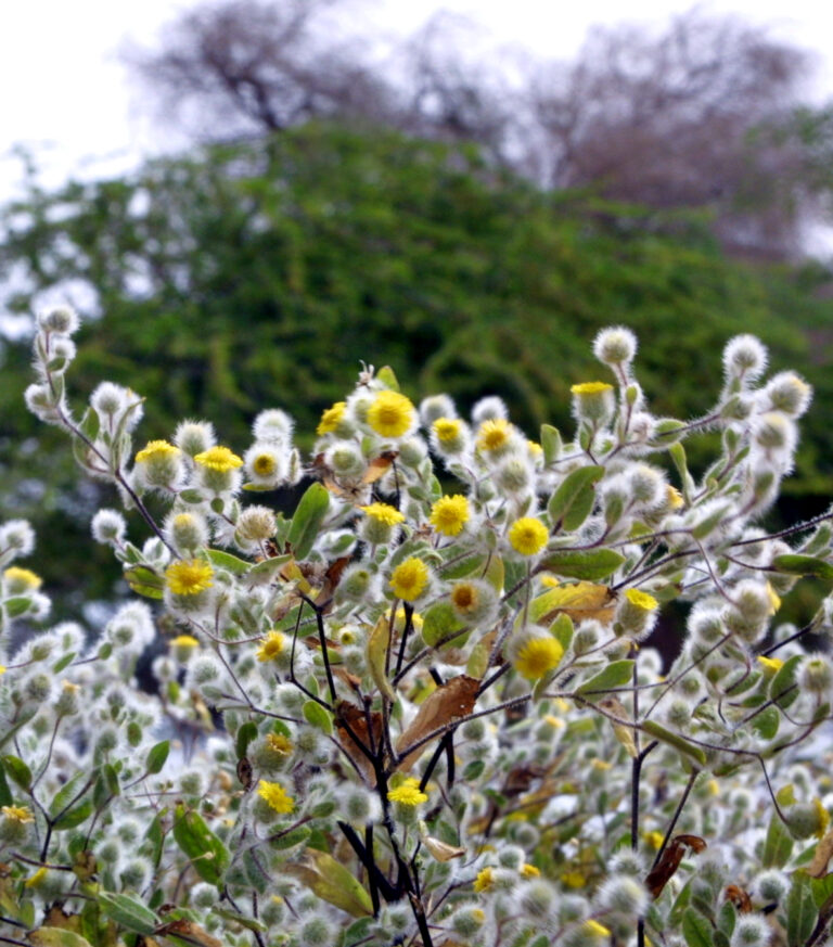 Flower Asleep